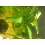 Отзывы людей о Интернет-магазин товаров по аквариумистике