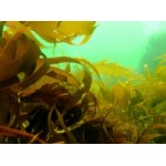 Отзывы людей о Ламинария