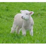 Отзывы людей о овечьяшерсть.рф