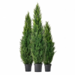 Отзывы людей о Экофлора продажа туй