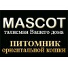 Питомник ориентальной кошки Mascot