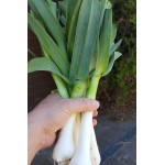 Отзывы людей о Лук чеснок Рокамболь