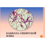 Отзывы людей о Сибирская язва