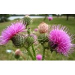 Отзывы людей о Расторопша