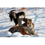 Отзывы людей о Тигр Амур и козел Тимур