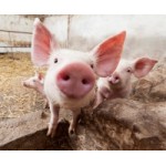 Отзывы людей о Свинокомплекс Тарбаево