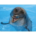 Отзывы людей о Утришский дельфинарий