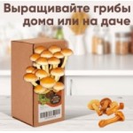 Отзывы людей о Домашняя грибница "Опята"