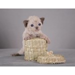 Отзывы людей о Питомник Нефертити