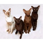 Отзывы людей о Питомник ориентальных кошек Altfaizer , заводчик Алиса Альтфайзер