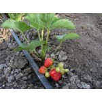 Отзывы людей о Капельная лента T-Tape