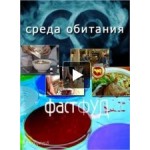 Отзывы людей о Среда обитания Фастфуд
